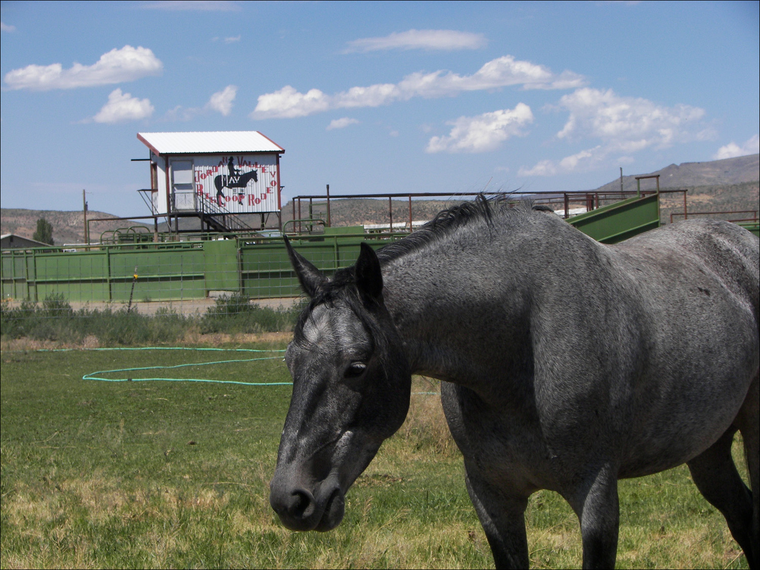 Lone horse near rodeo arena in Jordan Valley, Idaho